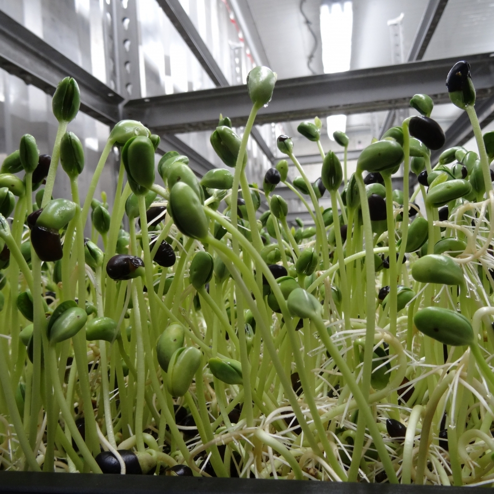 Sprout Container System With Green Energy