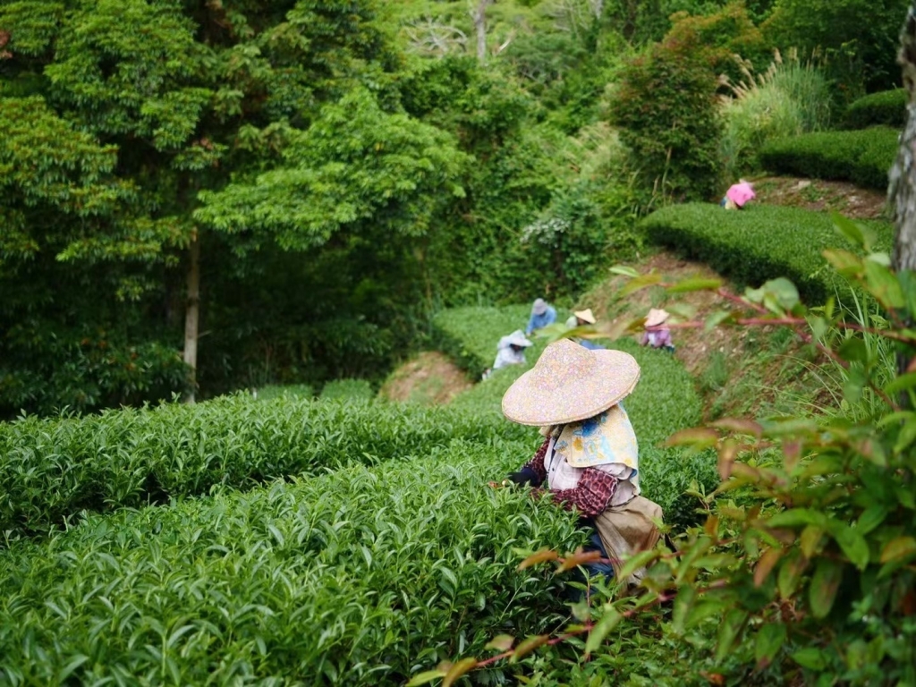 茶農生活/茶葉