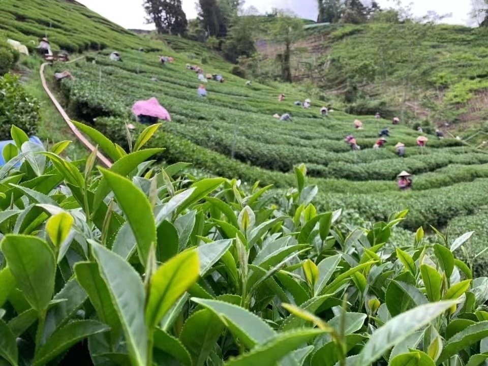 茶農生活/茶行