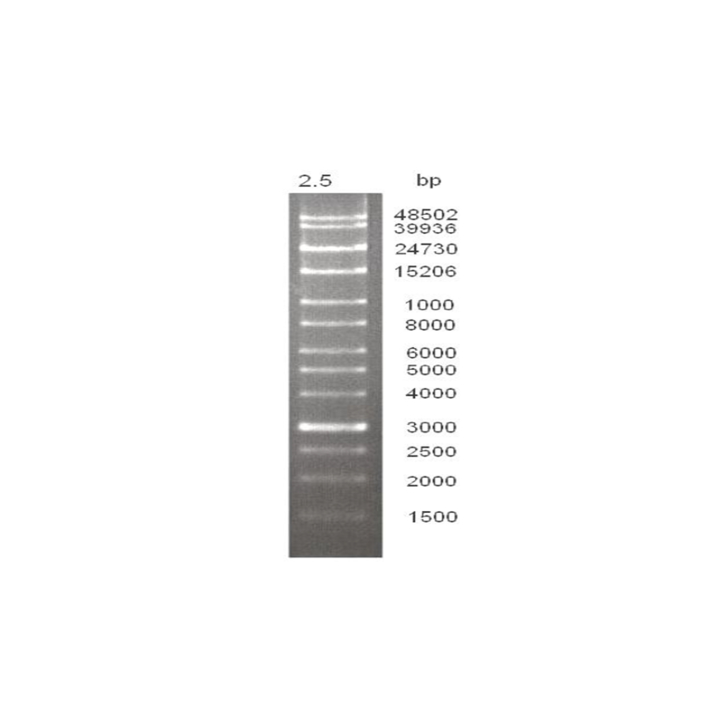 50 kB LC DNA Ladder, 50 µg