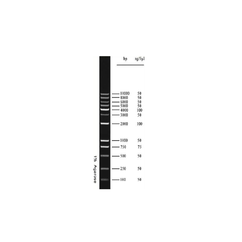 1kb Plus DNA Ladder, 72µg (100 bp~10,000 bp)