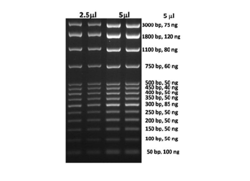 Gen50 bp Plus DNA Ladder, 50 µg