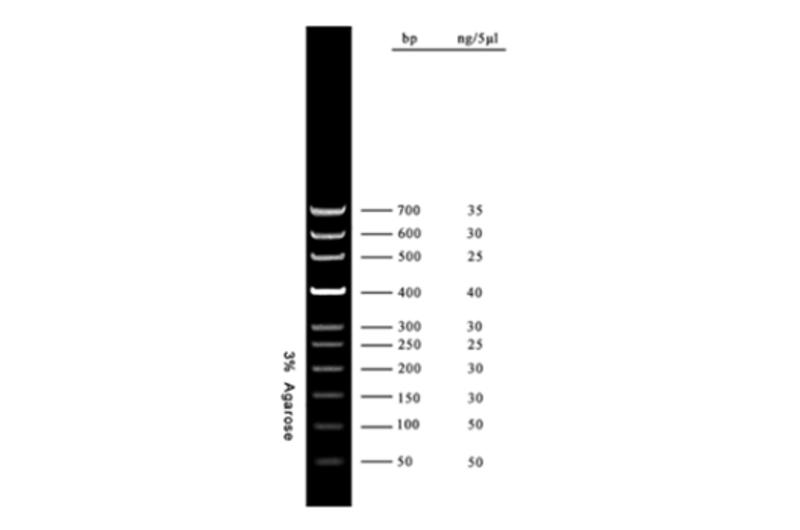 Gen50 bp DNA Ladder, 50 µg