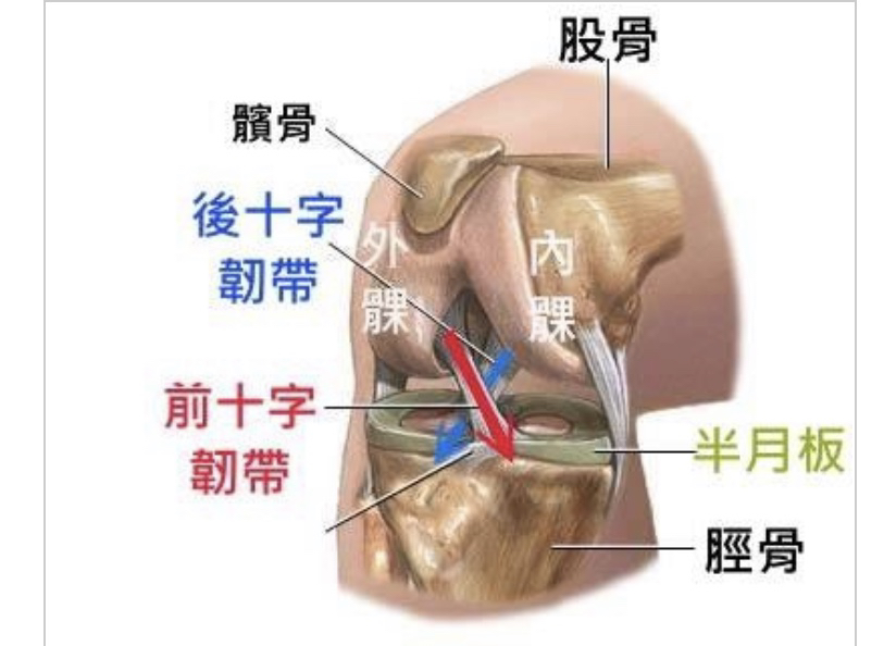 膝關節圖示