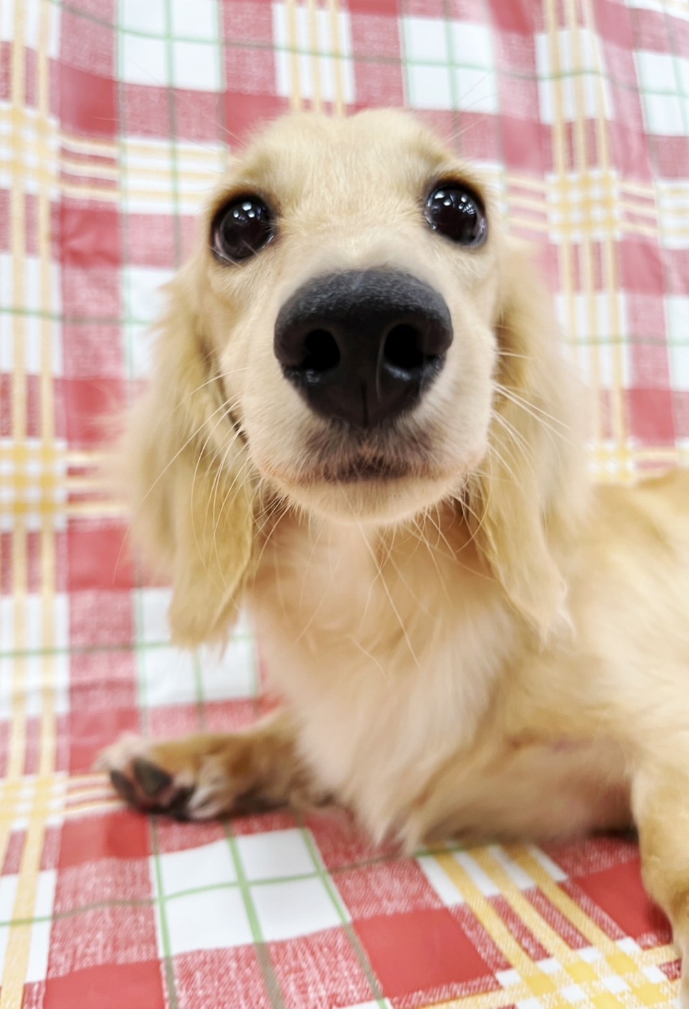 奶油長毛臘腸犬-已有家-找到新家囉