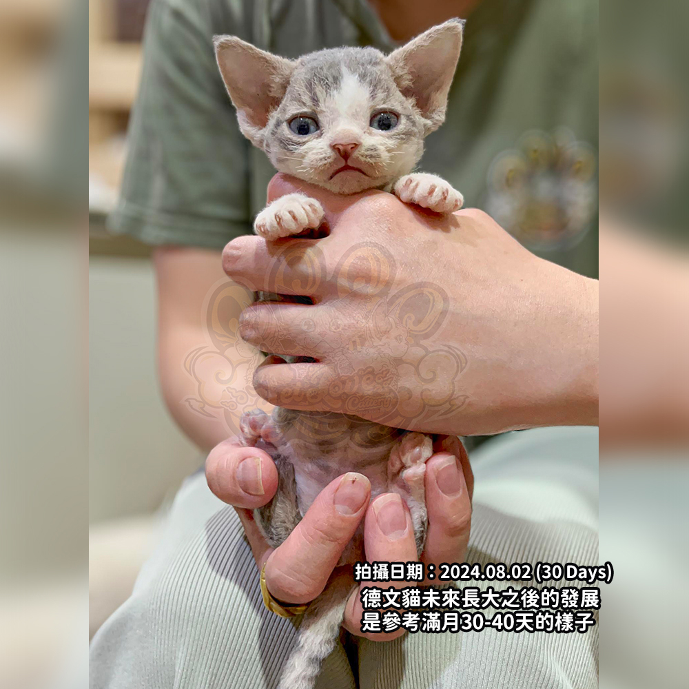 藍白開臉德文-男孩