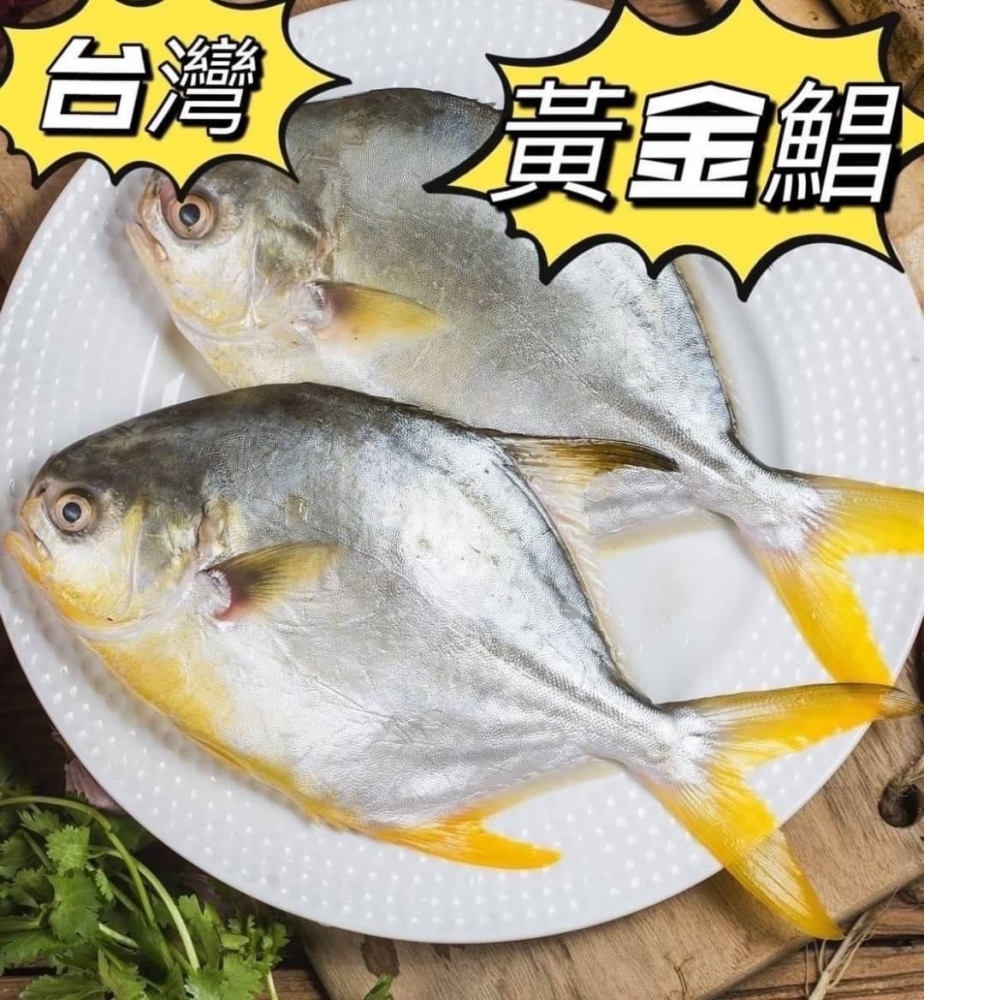 現流三去金鯧魚