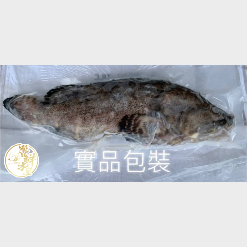 龍虎石斑魚