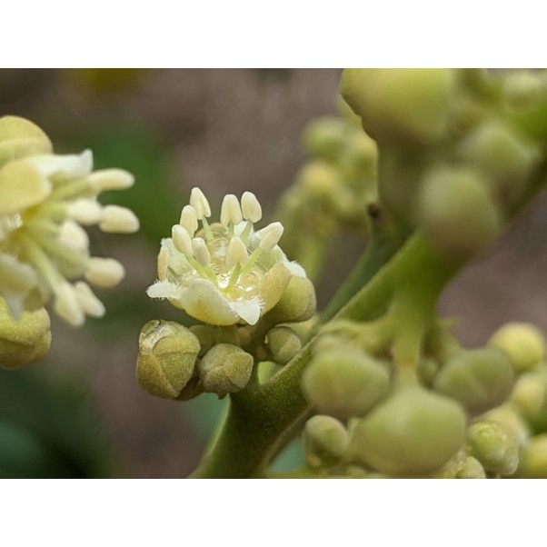 愛蜂坊/龍眼蜜/純天然龍眼花蜜/塑膠桶裝1800克