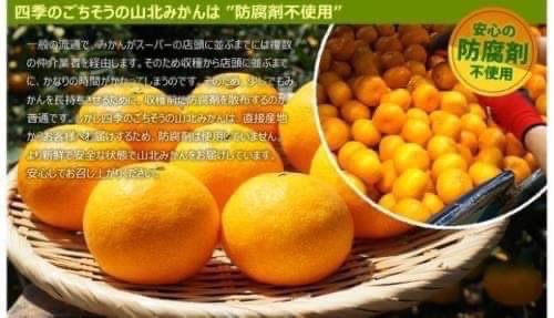 日本 高知縣 蜜柑之王 山北 溫州溫室蜜柑 2.5kg