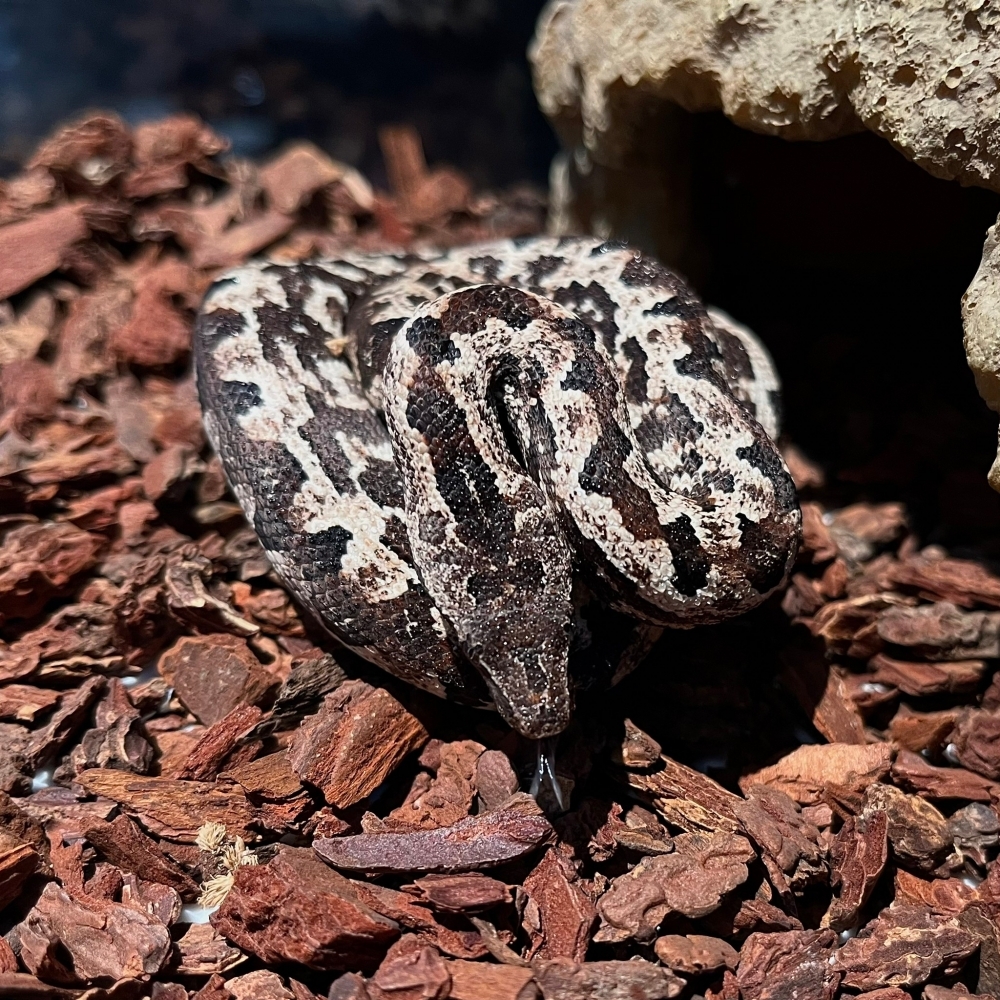 哈馬黑拉地蚺 Halmahera ground boa