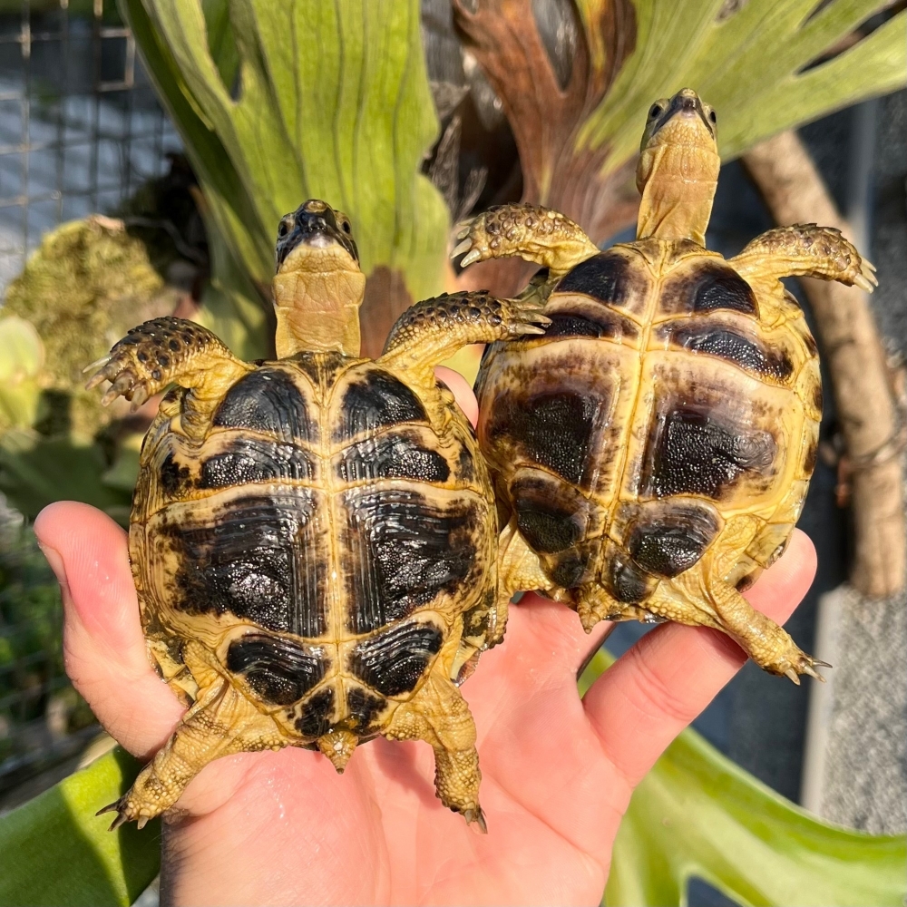 四趾陸龜 Russian tortoise